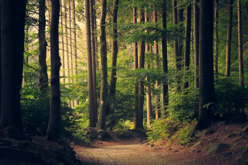 Sunlight filtering through a quiet green forest